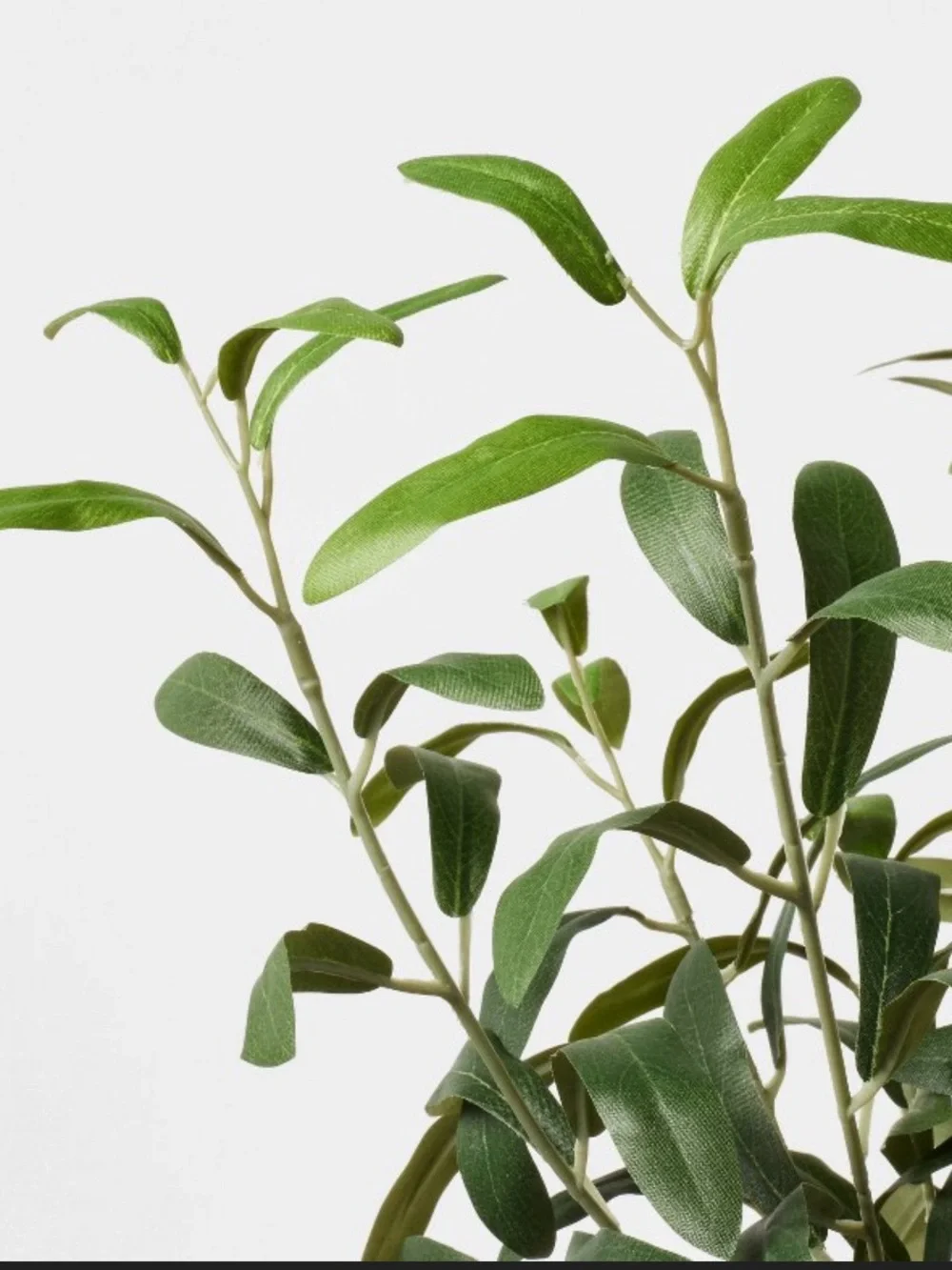 Small Olive Leaf Arrangement - Threshold™ designed with Studio McGee